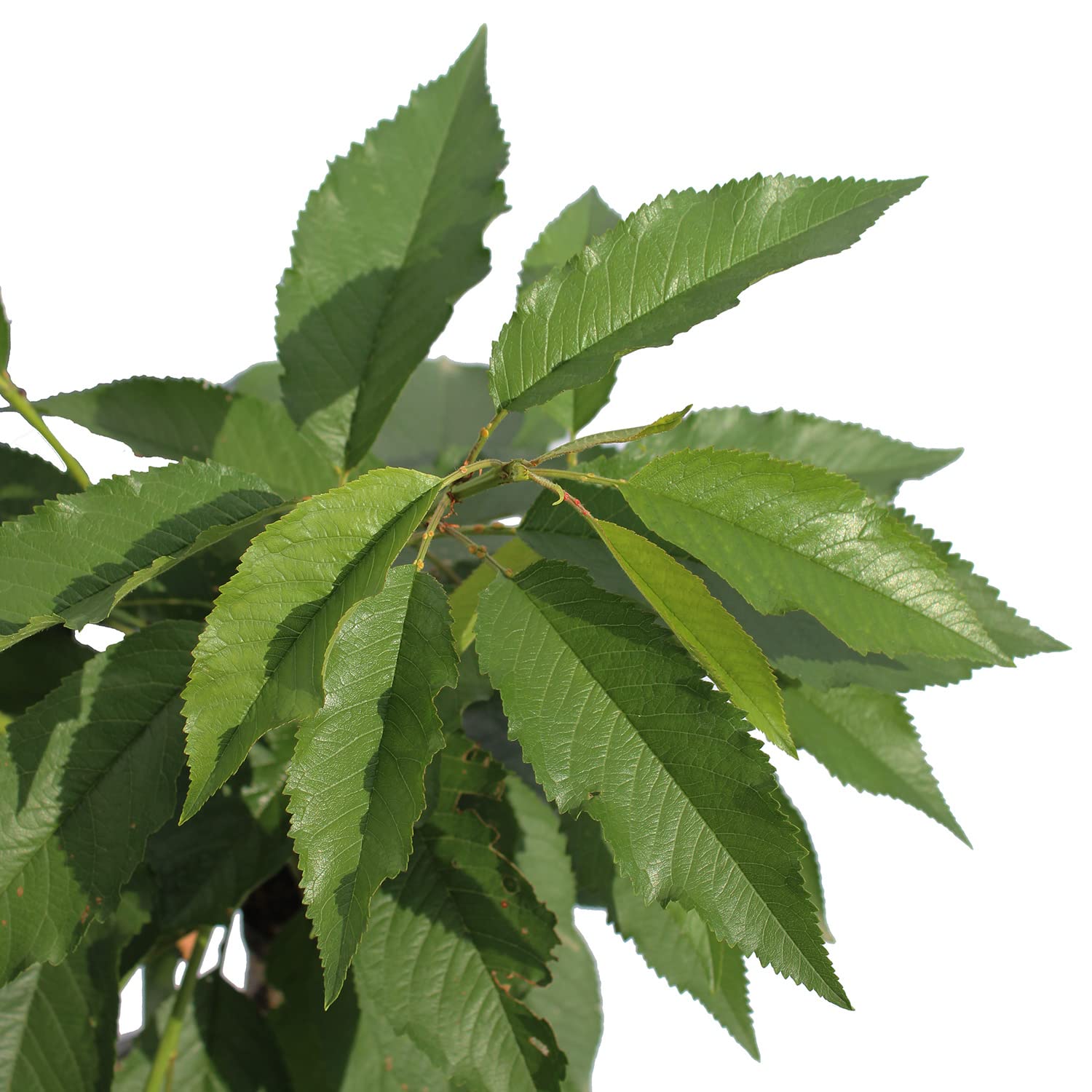 KENTIS - Pianta di Ciliegio Garden Bing Nano - Prunus Avium - Piante Vere da Esterno - Piccolo Alberello da Frutto per Giardino Ciliegia - Vaso da Coltura Ø 24 cm