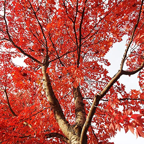 Qauzuy Garden 25 Smooth Japanese Maple (Acer Palmatum) Palmate Maple Seeds, Non-Gmo Heirloom Seed, Striking Perennial Ornamental Specimen Feature Trees Bonsai #TOP3