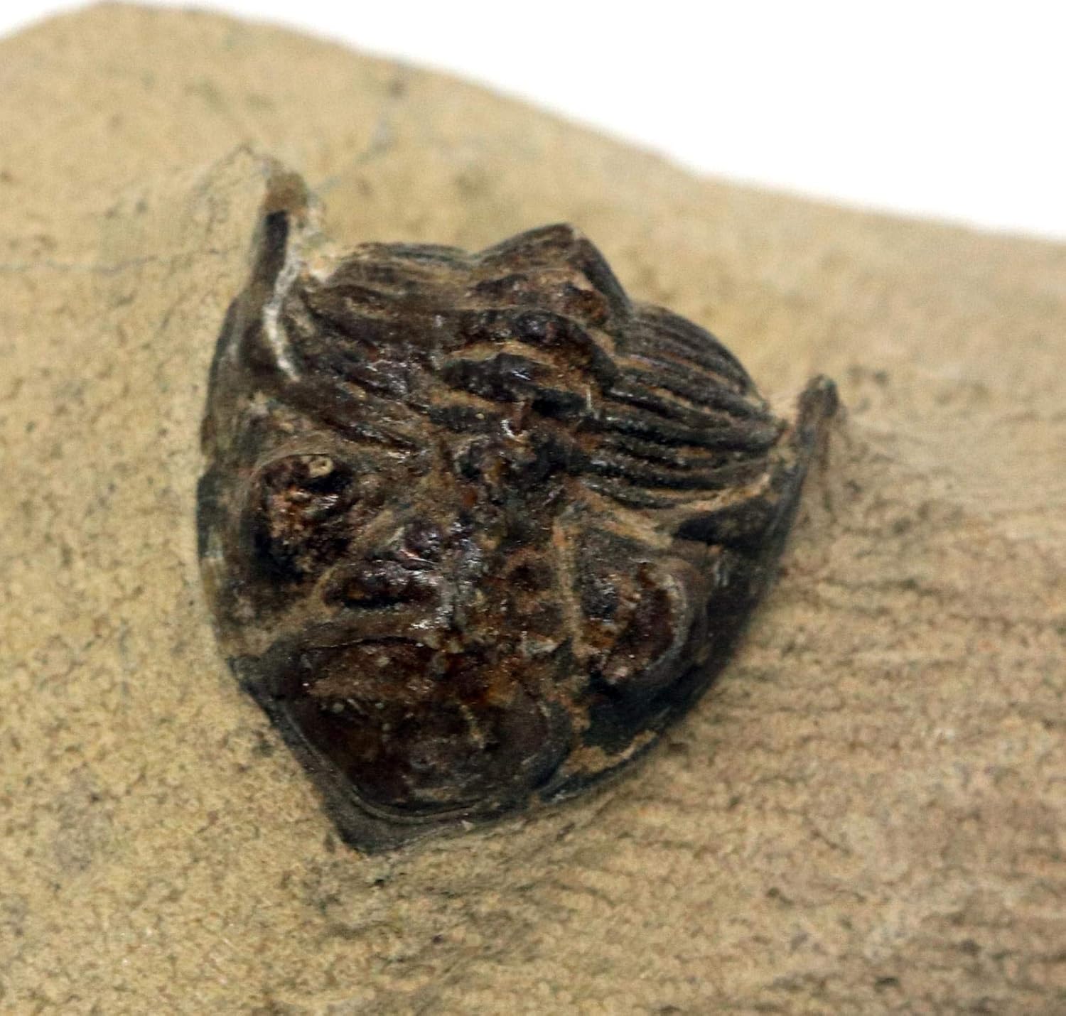 Metacanthina Trilobite Fossil Morocco 390 Million Years Old #15779 5o