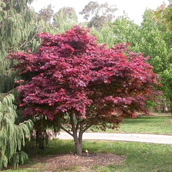 Rare Variety Red Color Maple Tree Sapling with Tube