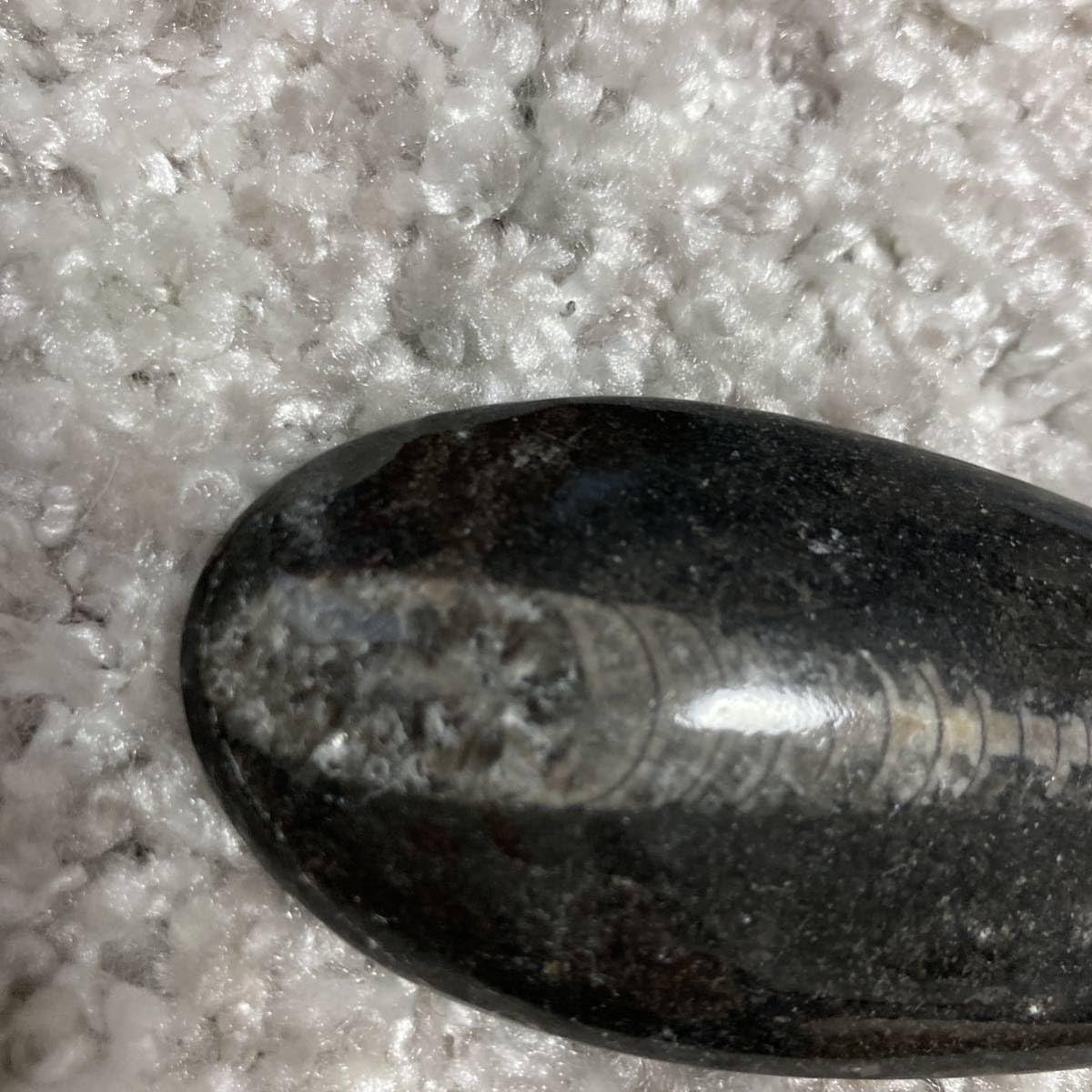 Amazon.co.jp: オルソセラス直角貝化石しずく型パワーストーン大 303