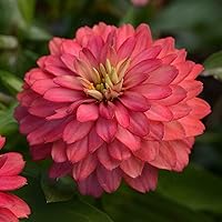 Vista 100 de Eden Brothers - Semillas de zinnia, cactus con flores, sin OMG, plantar en primavera, paquete, flores de bajo mantenimiento, zonas 3, 4, 5, 6, 7, 8