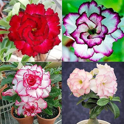 QAUZUY GARDEN 30 semillas mixtas de adenio de rosa del desierto Flor llamativa para decoración del hogar balcón jardín patio atrae polinizadores