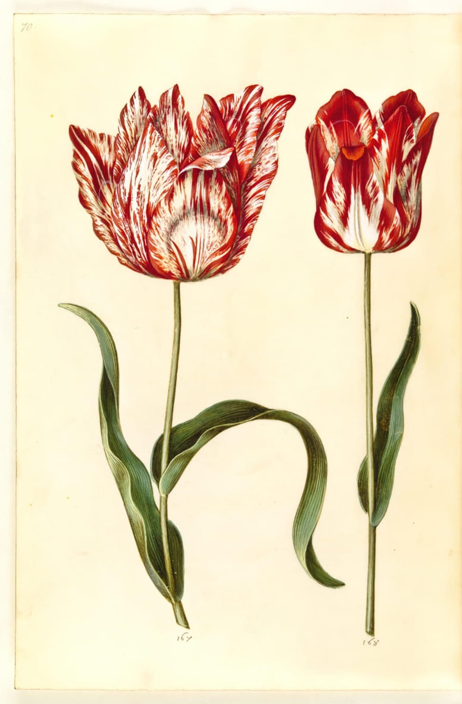 Serendipitp No Frame Abstract Painting Mural Print Picture Wall Decor Painting Tulipa Gesneriana By Hans Simon Holtzbecker Vintage Wall Artwork For Home Decor 60X90cm