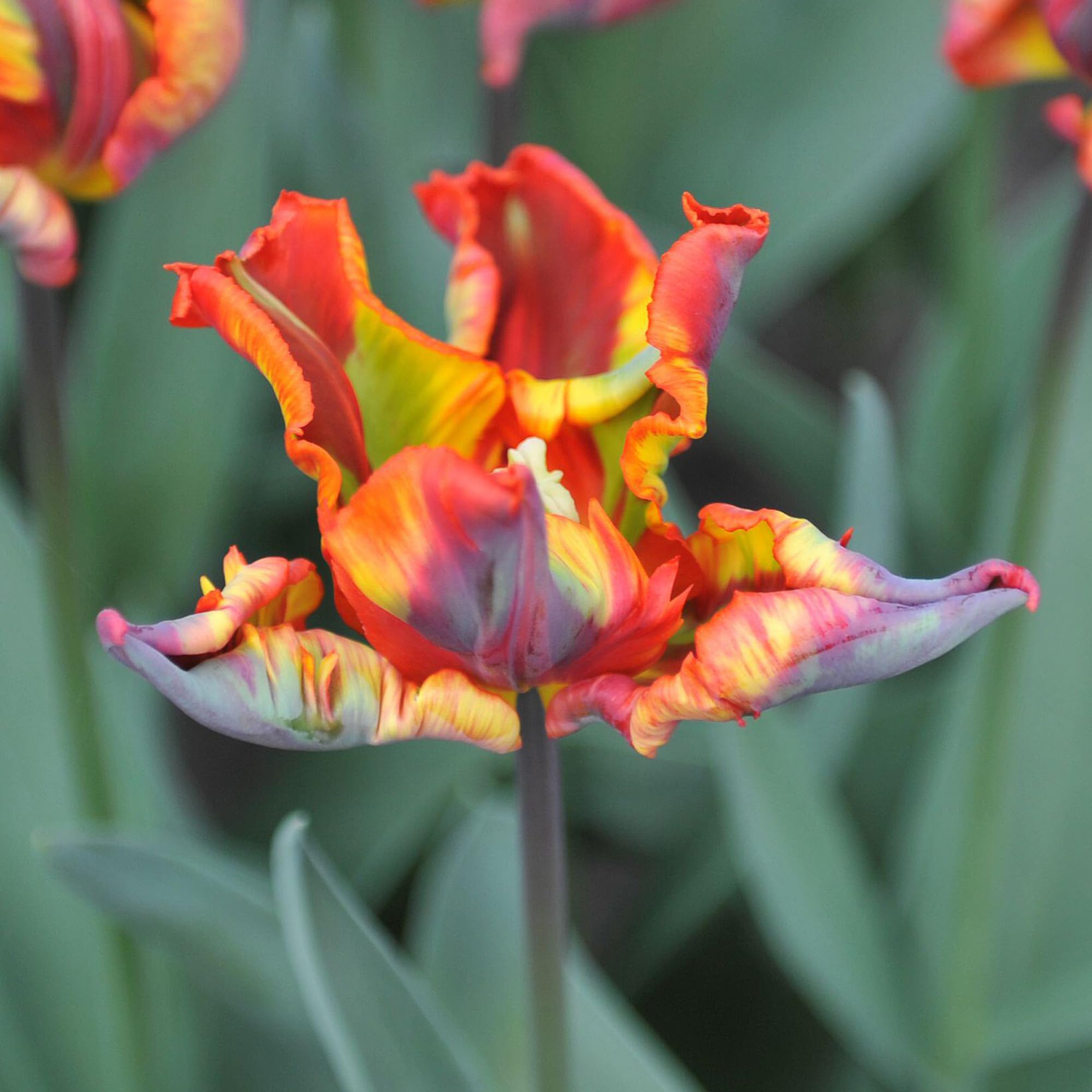 Tulip Rasta Parrot - Tulip Bulbs for Planting Now UK Outdoor - Garden Bulbs for Exotic, Colourful Spring Flowers - Low Maintenance, Fully Hardy Blooms for Beds, Borders,and Pots (Pack of 10)