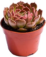 Vista 19 de Planta suculenta Echeveria viva - Suculenta Echeveria de 4 pulgadas con raíces completas (Echeveria Benitsukasa)