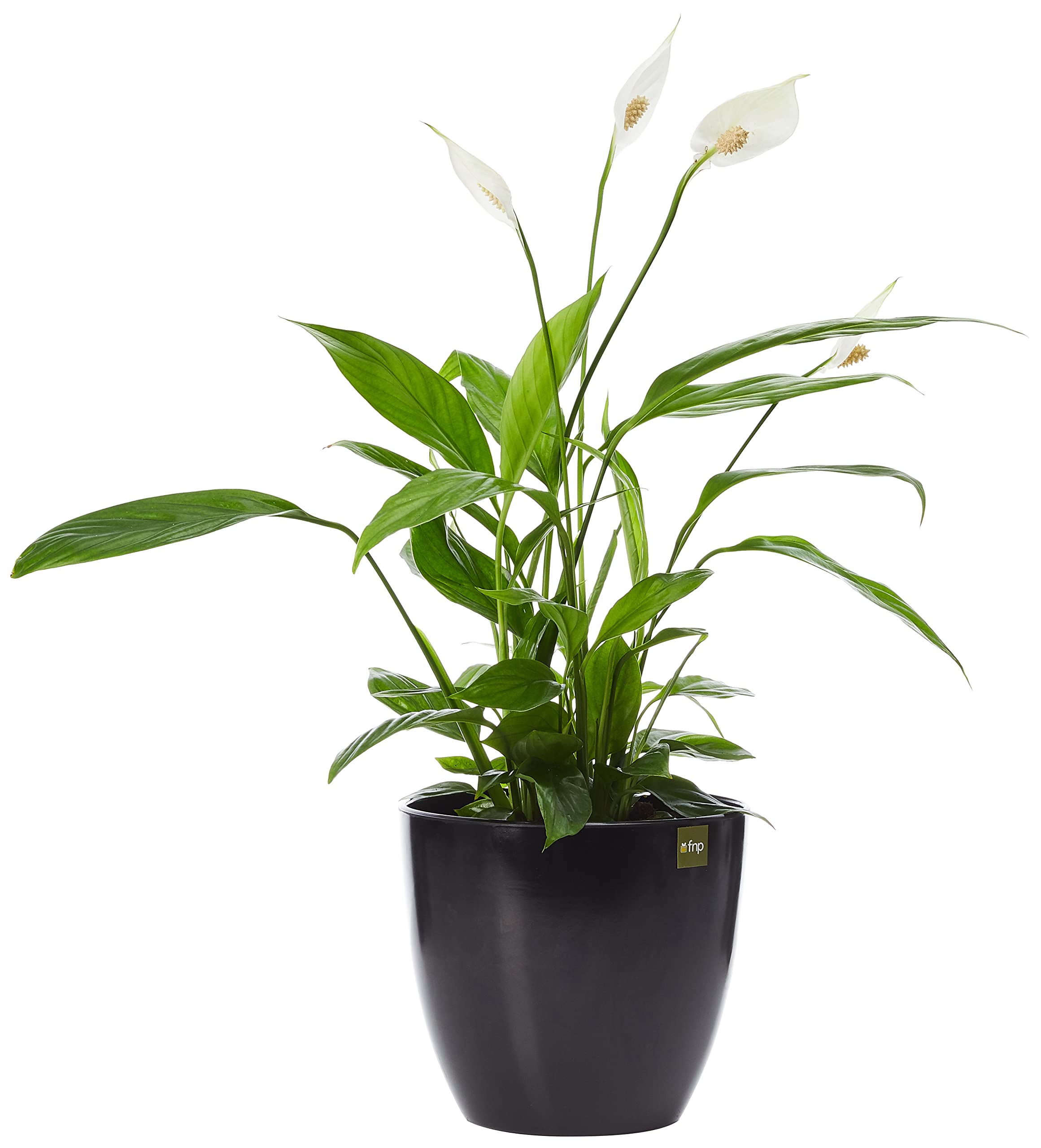 FnP Peace Lily in Planter, Matt Black