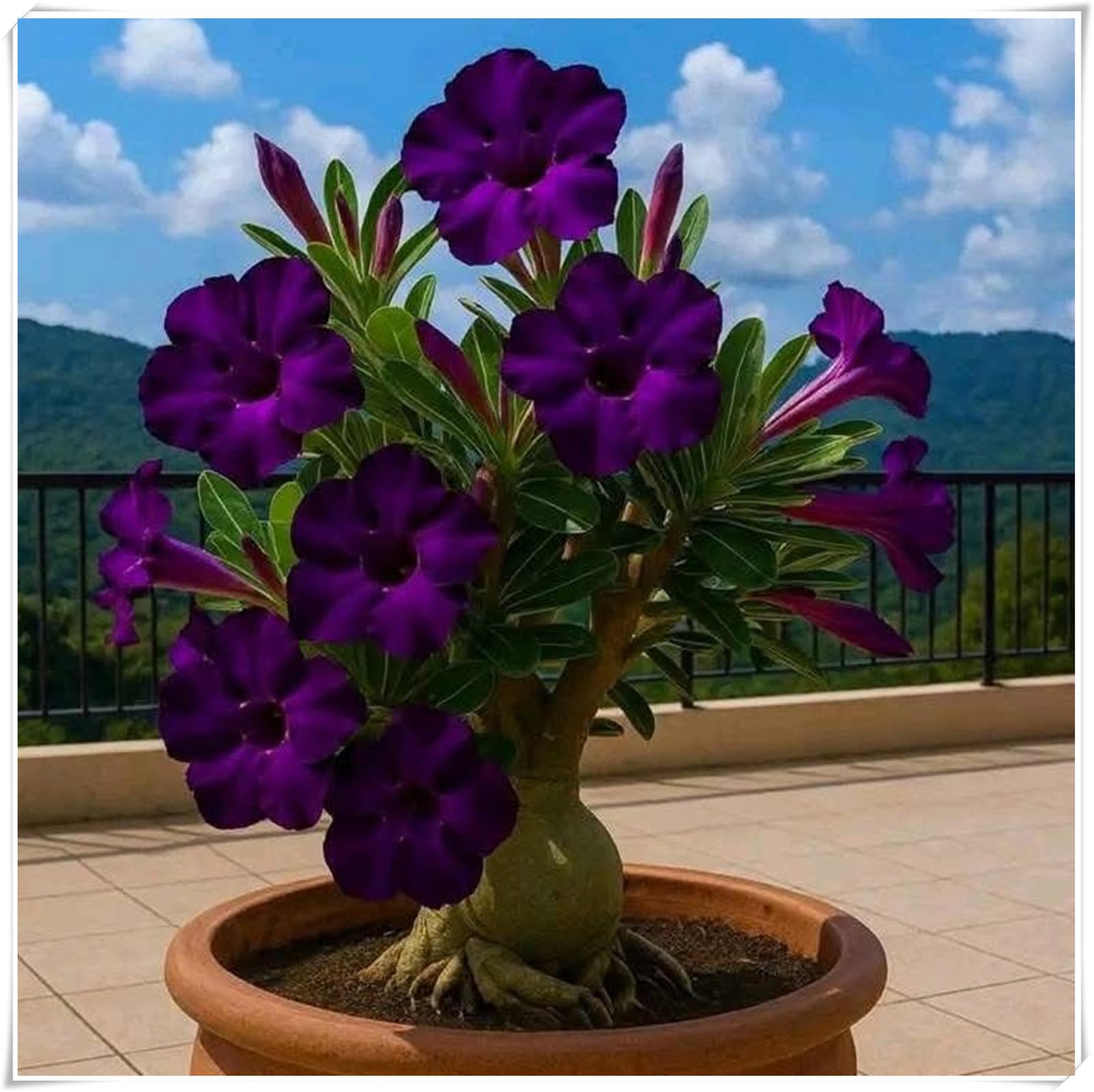 Wüstenrose Rhizom-Erstklassiges Präsent-Ausgefallenes Design-Edel Stilvoll-Knappe Limitierte Auflage-5 Rhizom