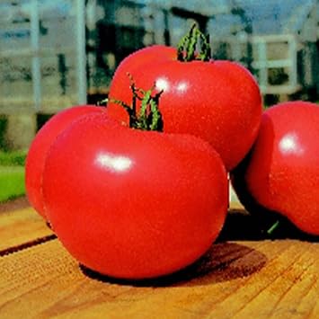 Kitazawa Seed Co Tomato Seeds Momotaro Hybrid 10 Seeds Non-GMO F1 Hybrid | 10 Seeds - Asian Garden Vegetable