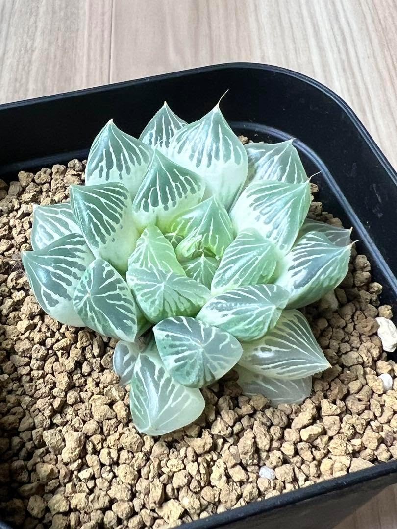 多肉植物 ハオルチア 白蛇伝