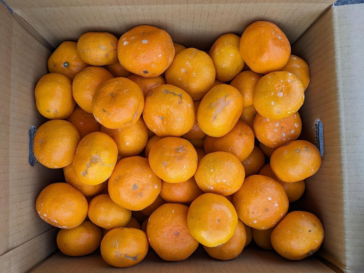 mikan⭐︎様専用 - メルカリ Mikanさま専用