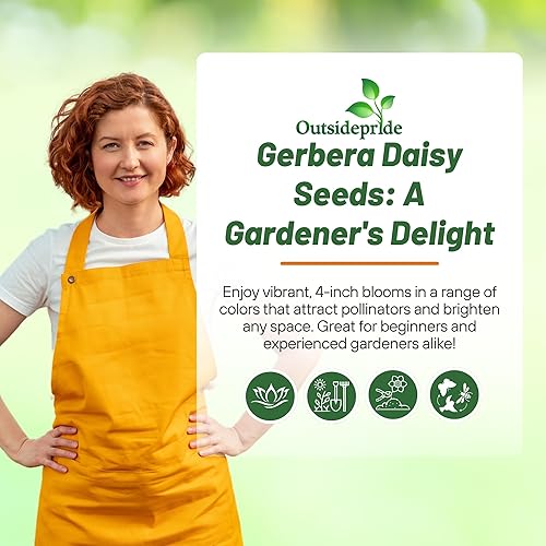 Miniatura 6 de Outsidepride Gerbera - Planta amarilla para interiores o exteriores para contenedores, postes, macetas, camas, 20 semillas