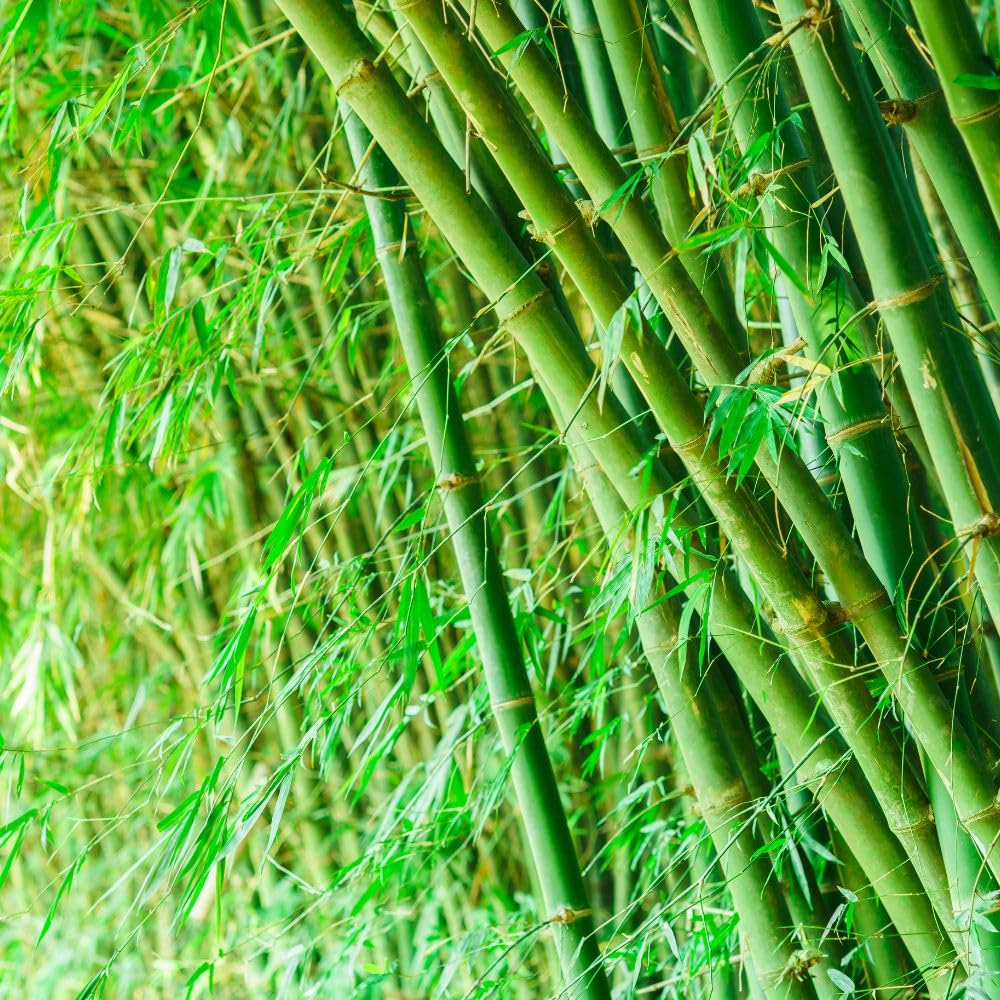Bisset’s Bamboo – Phyllostachys bissetii – Hardy Evergreen Screening Plant for Gardens – Wind-Tolerant Bamboo – Fast-Growing Privacy Hedge 10 Litre Pot x1 by Thompson & Morgan