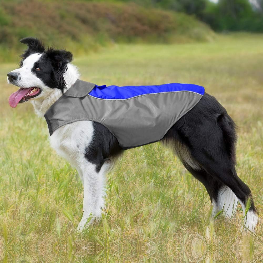 border collie winter coat