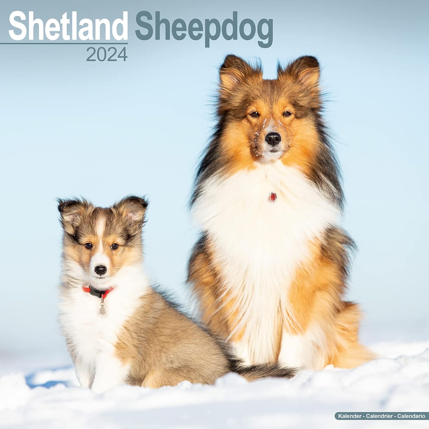 Shetland Sheepdog Calendar 2024 Square Dog Breed Wall Calendar - 16 Month