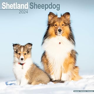Shetland Sheepdog Calendar 2024 Square Dog Breed Wall Calendar - 16 Month
