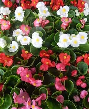 専用　フローレンス錦　抜き苗 専用 フローレンス錦 抜き苗