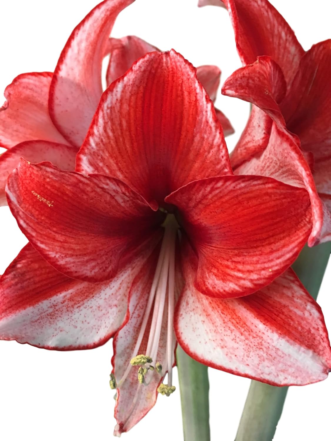 Tin Charisma Amaryllis Holiday Gift Growing Kit, Deluxe Edition. Includes a Rustic Tin Pot, a Large Charisma Bulb in a Burlap Bag with a Red Ribbon and Growing Medium