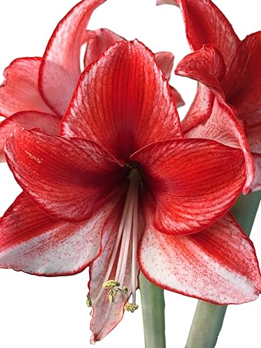 Miniatura 3 de Kit de Cultivo de Regalo Navideño Tin Charisma Amaryllis, Edición de Lujo. Incluye una Maceta de Hojalata Rústica, un Bulbo Grande de Charisma en