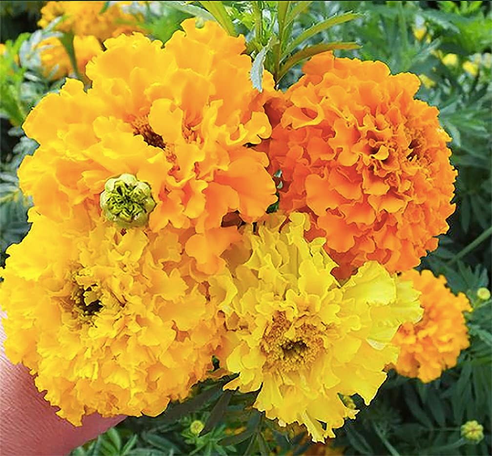 Amazon.com : Crackerjack Marigold Mix Seeds - Good Addition to ...