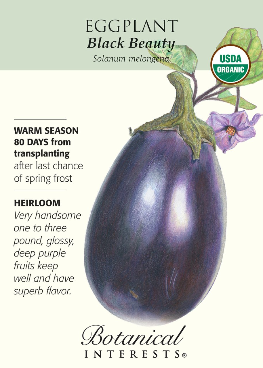 Eggplant Black Beauty