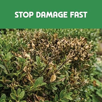 Buxus Support, Box Tree Hedge Rescue Formula | Safe for Bees, Birds & Pets | 50g Treats up to 300m² | Fast-Acting Recovery Support for Box Hedges