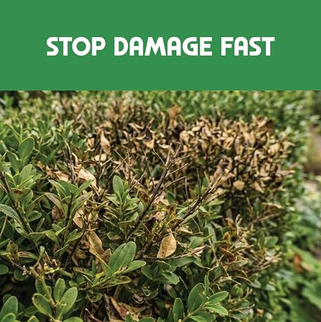 Buxus Support, Box Tree Hedge Rescue Formula | Safe for Bees, Birds & Pets | 50g Treats up to 300m² | Fast-Acting Recovery Support for Box Hedges