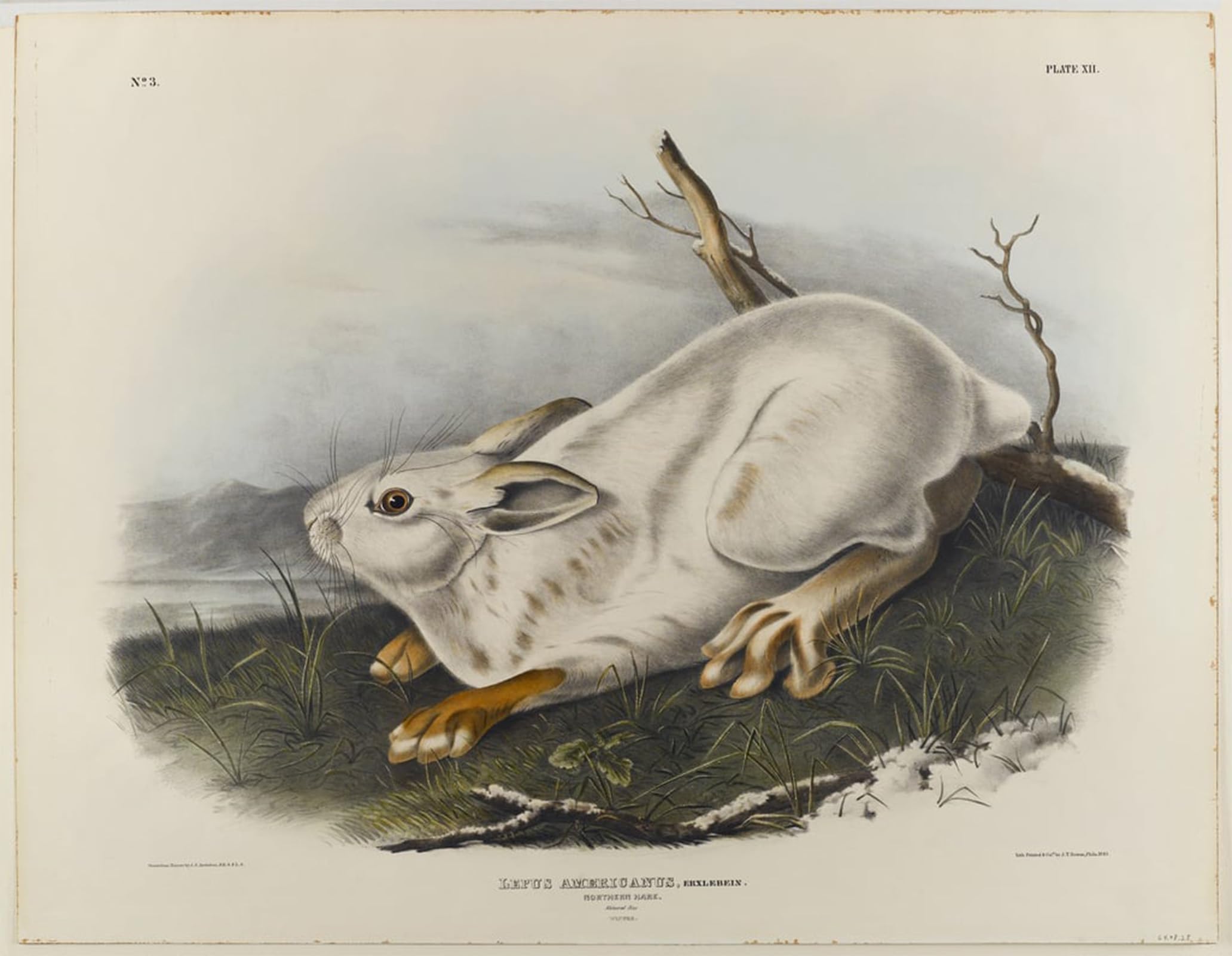 SERENDIPITP Retro Picture Poster Wall Art Pictures Painting Northern Hare by John Jamess Audubon Wall Art Canvas Print for Wall Decor 60x90cm