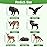 Toymany 14PCS Mini North American Forest Animals Figurines, Realistic Jungle Animal Toys Includes Elk Pronghorn Leopard Gey Fox for Kids Adults Toddlers