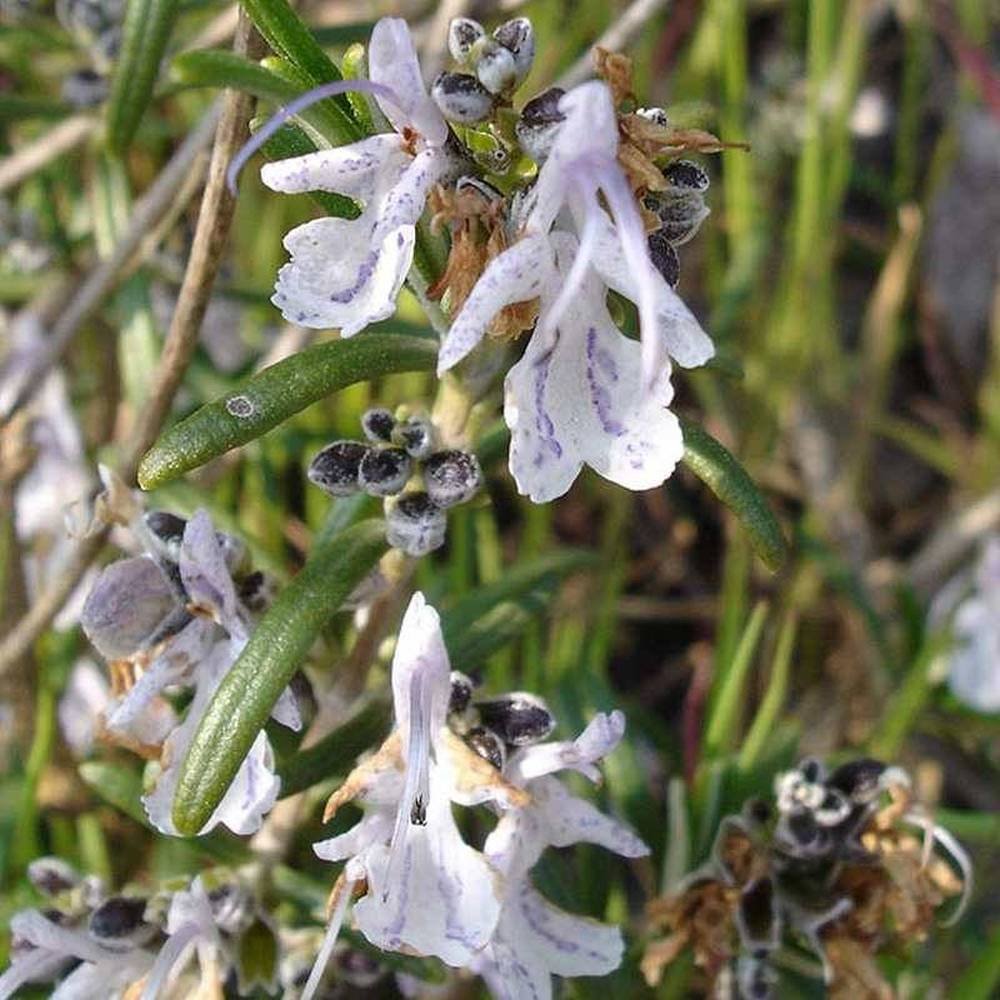 Pinda de Energía Herbal para Masaje Corporal, con Hierbas Orgánicas