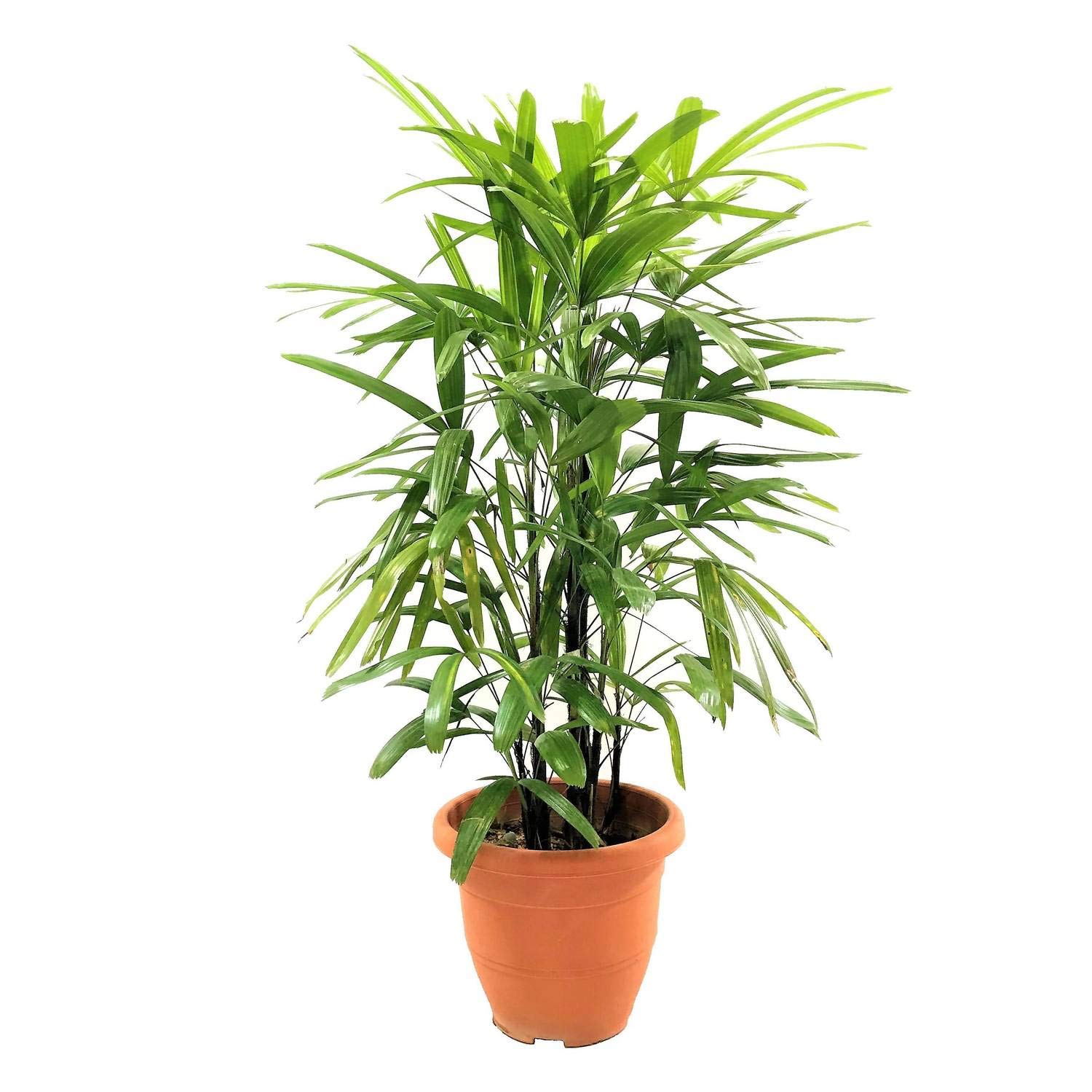 spider.plant Spider Plant main image 0