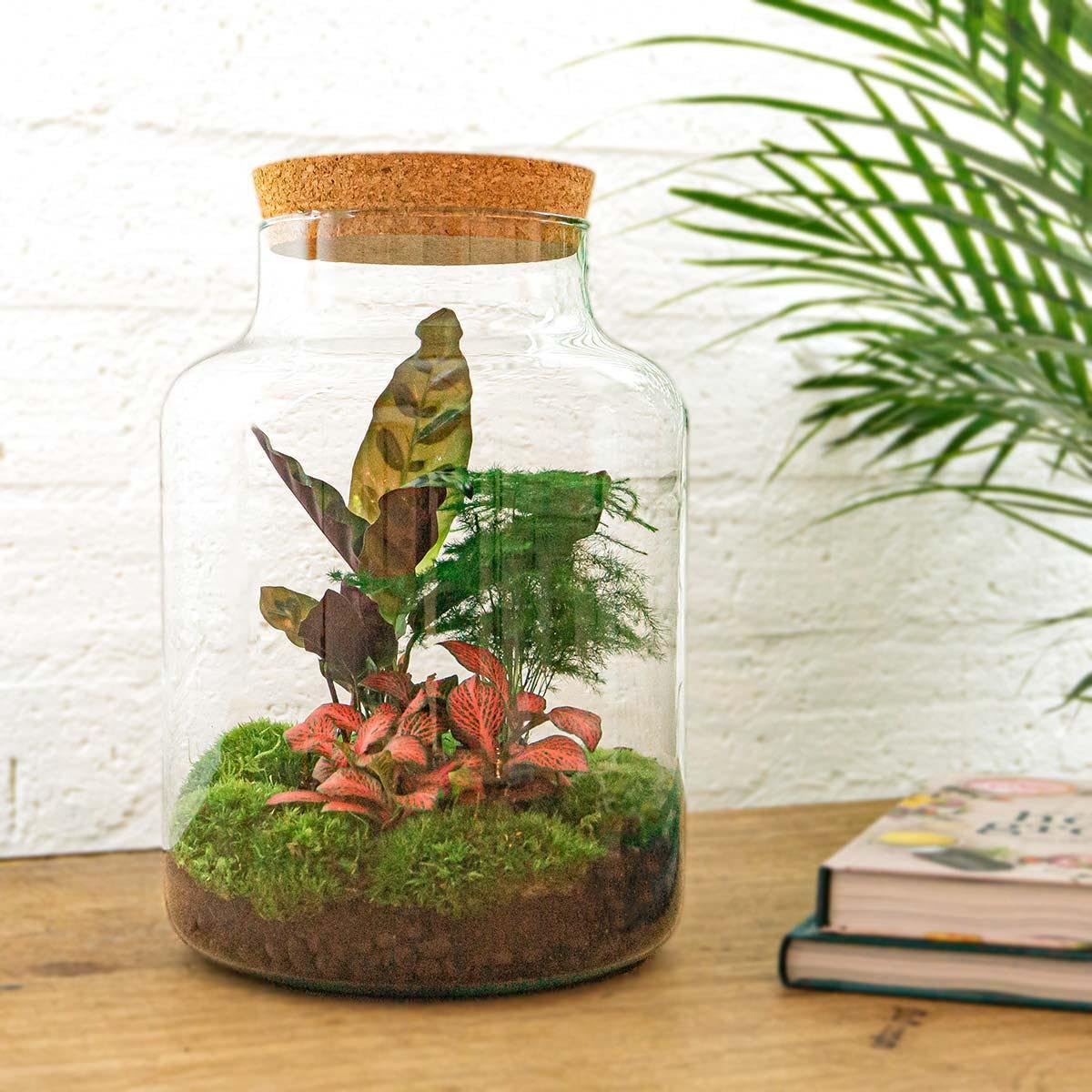 Giardino di bottiglie "Milky" – Terrario per piante fai da te – 30 cm – con pianta Calathea – incl. rastrello, pala, pinzette e forbici