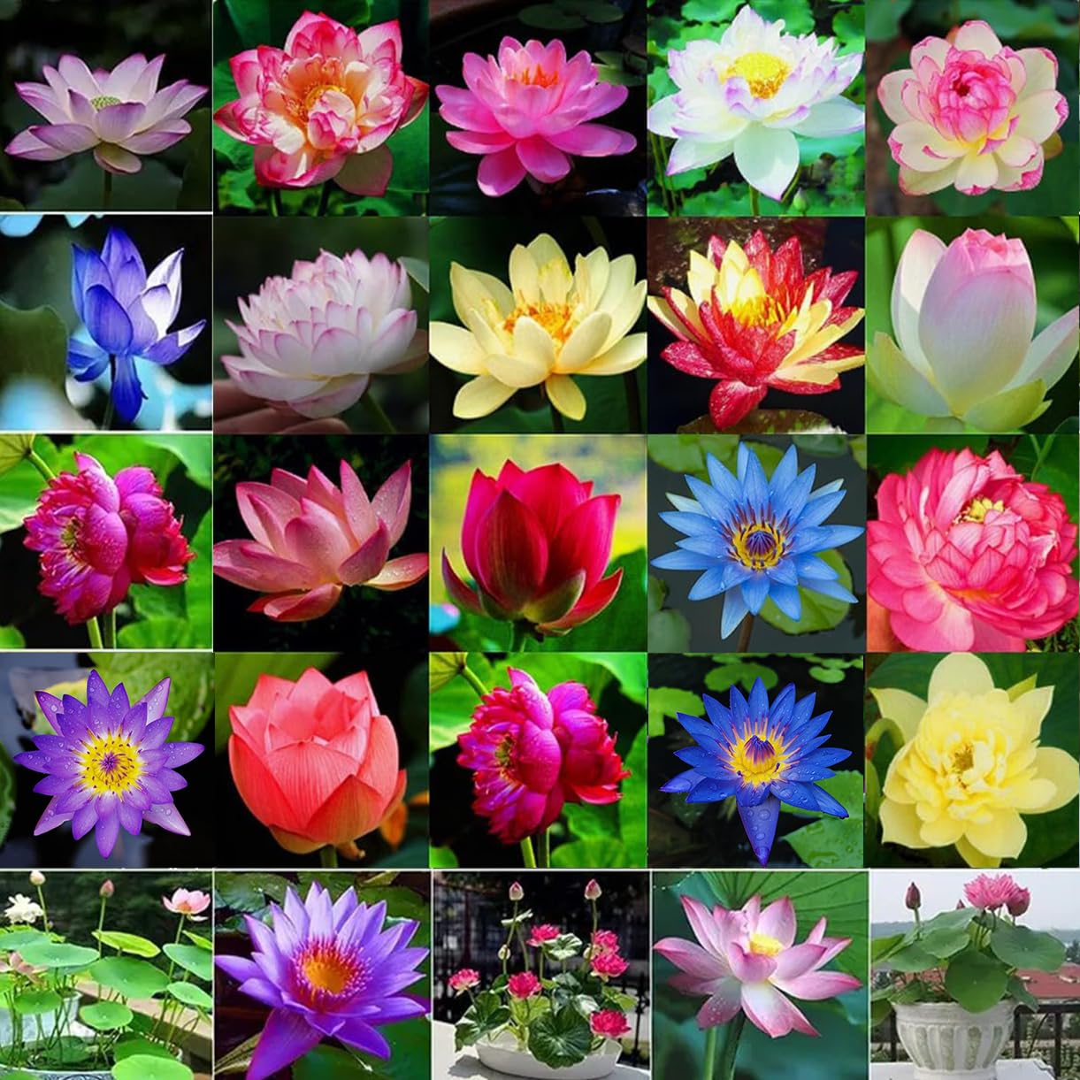 Photo 1 of 160pcs Mixed Color Bowl Lotus Seeds for Planting - Non-GMO Bonsai Lotus, Water Lily Flower, Easy-Grow Aquatic Plants for Ponds, Water Gardens, and Indoor/Outdoor Spaces