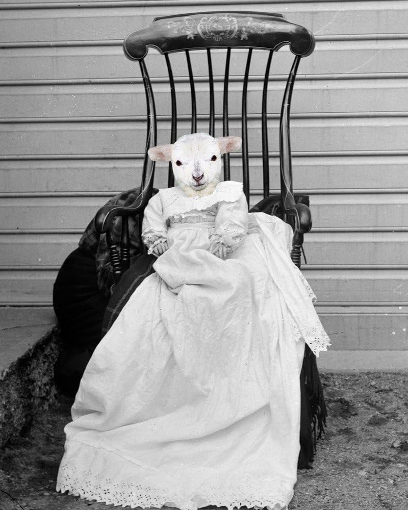 Victorian LAMB BABY girl boy Altered Sheep portrait in Rocking Chair anthro infant art print