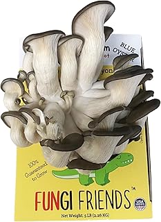 Blue Oyster Mushroom Grow Kit (5 lbs) | Mushasaurus | Beginner-Friendly & Easy to Use | Handmade in USA (1 Blue Oyster Mushroom Grow Kit)