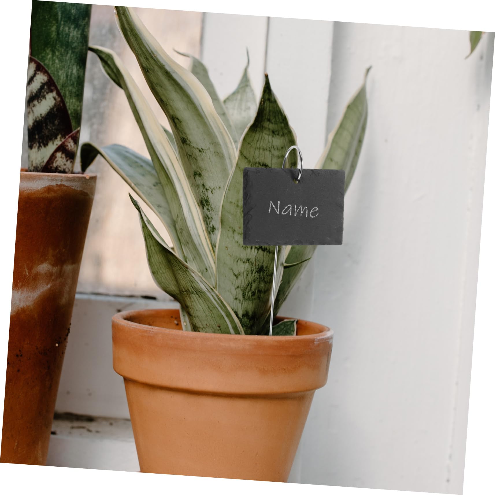 BESPORTBLE 10pezzi Etichette Giardino Inossidabile Segnaletica Per Piante Potted Per e Facili Da Scrivere e Leggere