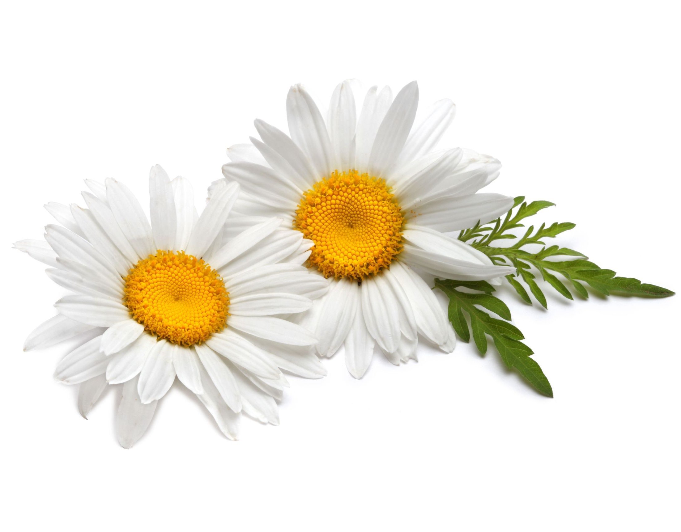 AllThatGrows Chamomile Seeds, Kaimomail, Camomile Flower Exotic Herb Seeds Pack 0.5gm (B0798S54Z8) Amazon Price History, Amazon Price Tracker