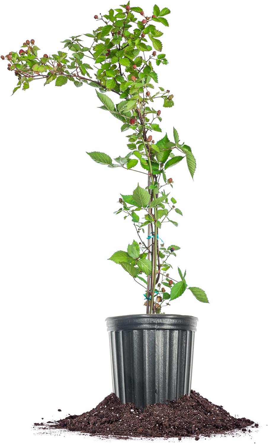 Perfect Plants Triple Crown BlackBerry 3 Gallon | Live Fruit Bush for Gardening | Sweet Edible Berries & Thornless Vines