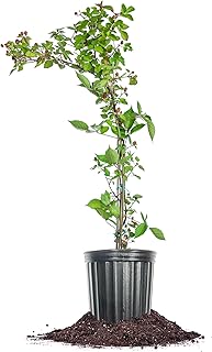 Triple Crown BlackBerry 3 Gallon | Live Fruit Bush for Gardening | Sweet Edible Berries & Thornless Vines