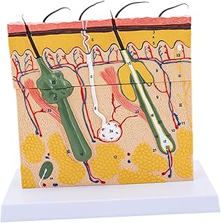 Advanced Dermatology Study Tool for Educational Exploration