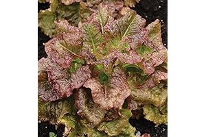 Lip Smacking 2000 Red Sails Lettuce Seeds for Outstanding Organic Baby Greens