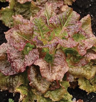 2000 Red Sails Leaf lettuce seeds for planting 4+ grams of seeds Non GMO Heirloom Garden Vegetable Survival Baby greens Bulk
