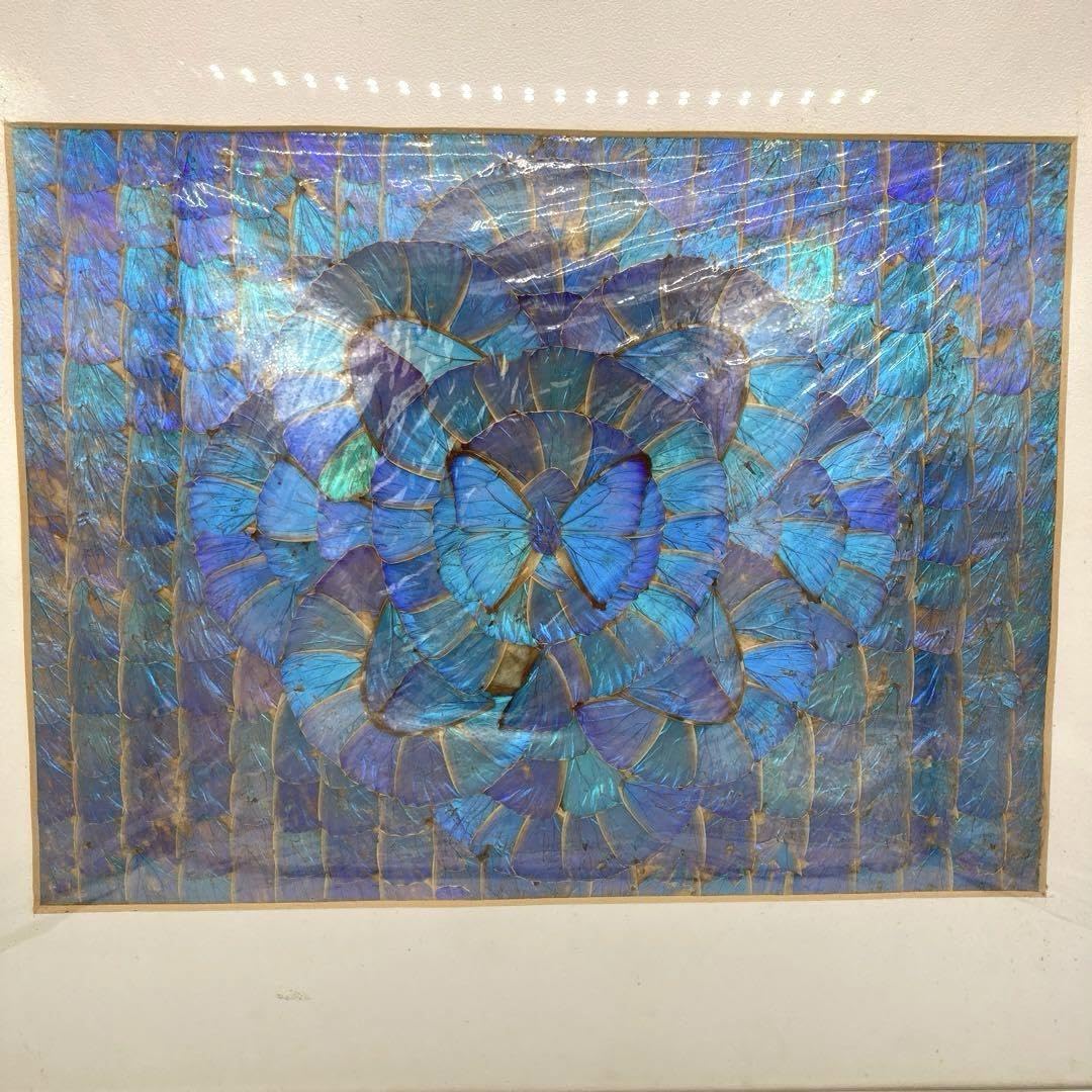 Amazon.co.jp: レア モルフォ蝶 標本 アート 美術 芸術 昆虫 チョウ