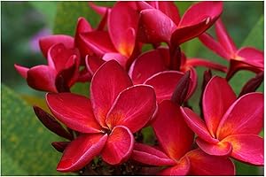 Hawaiian Plumeria Flower and Frangipani Live Plant Cutting for Indoor Home Decoration...