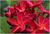 Hawaiian Red Ula ula Plumeria Frangipani Plant Cutting 1 Pk 9-12 PN9 Discount Hawaiian Gifts
