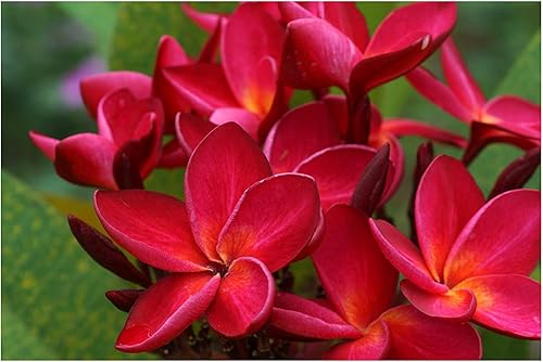 Corte de plantas Ula ula Plumeria Frangipani rojo hawaiano, 1 paquete de 9 a 12 pulgadas PN9