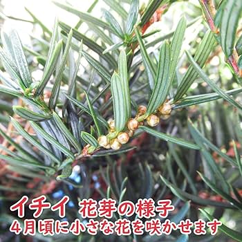 乾燥済み 北海道 イチイ オンコ 一位 材料 106×20×7cm 乾燥済み