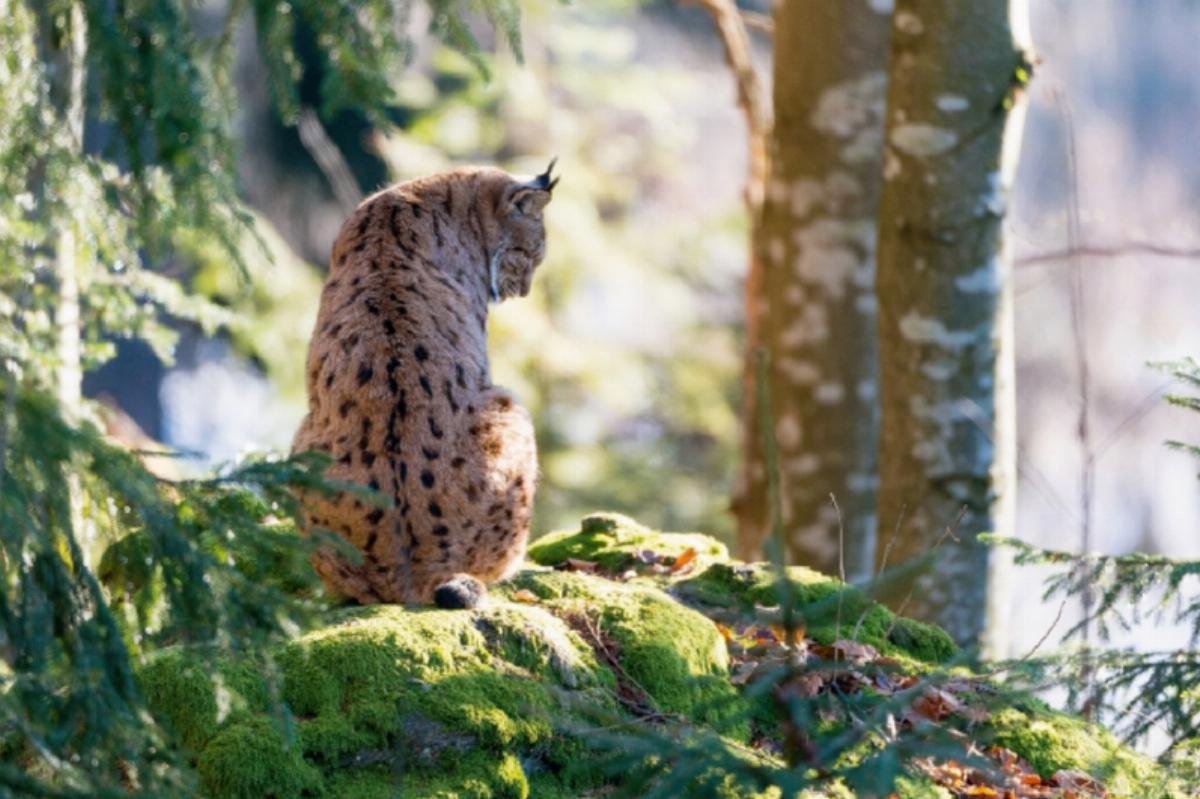 Premium Textil-Leinwand 45 x 30 cm Quer-Format Luchs | Wandbild, HD-Bild auf Keilrahmen, Fertigbild auf hochwertigem Vlies, Leinwanddruck von CH Photography