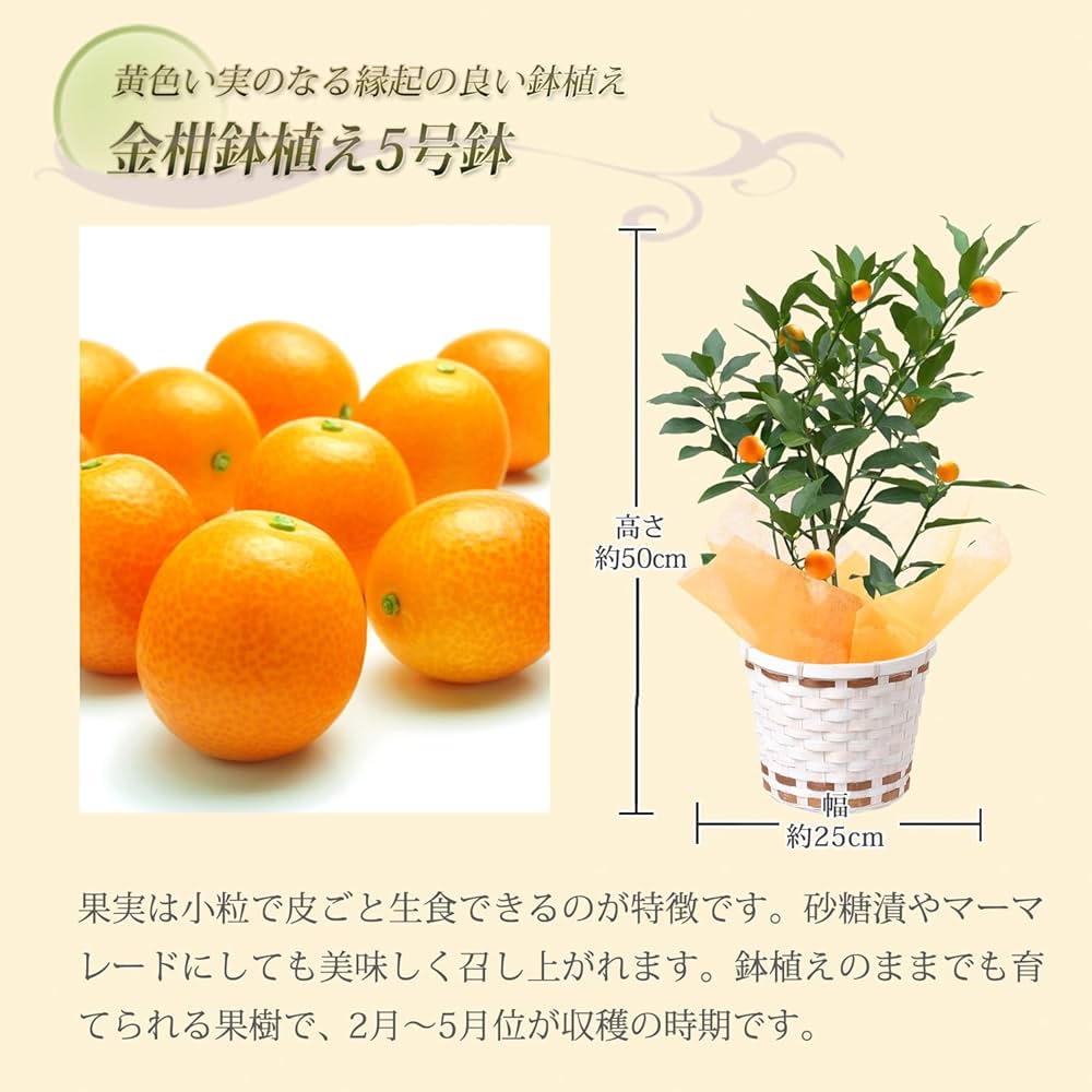 Amazon.co.jp: 花のギフト社 金柑鉢植え ぷちまる 金柑の木