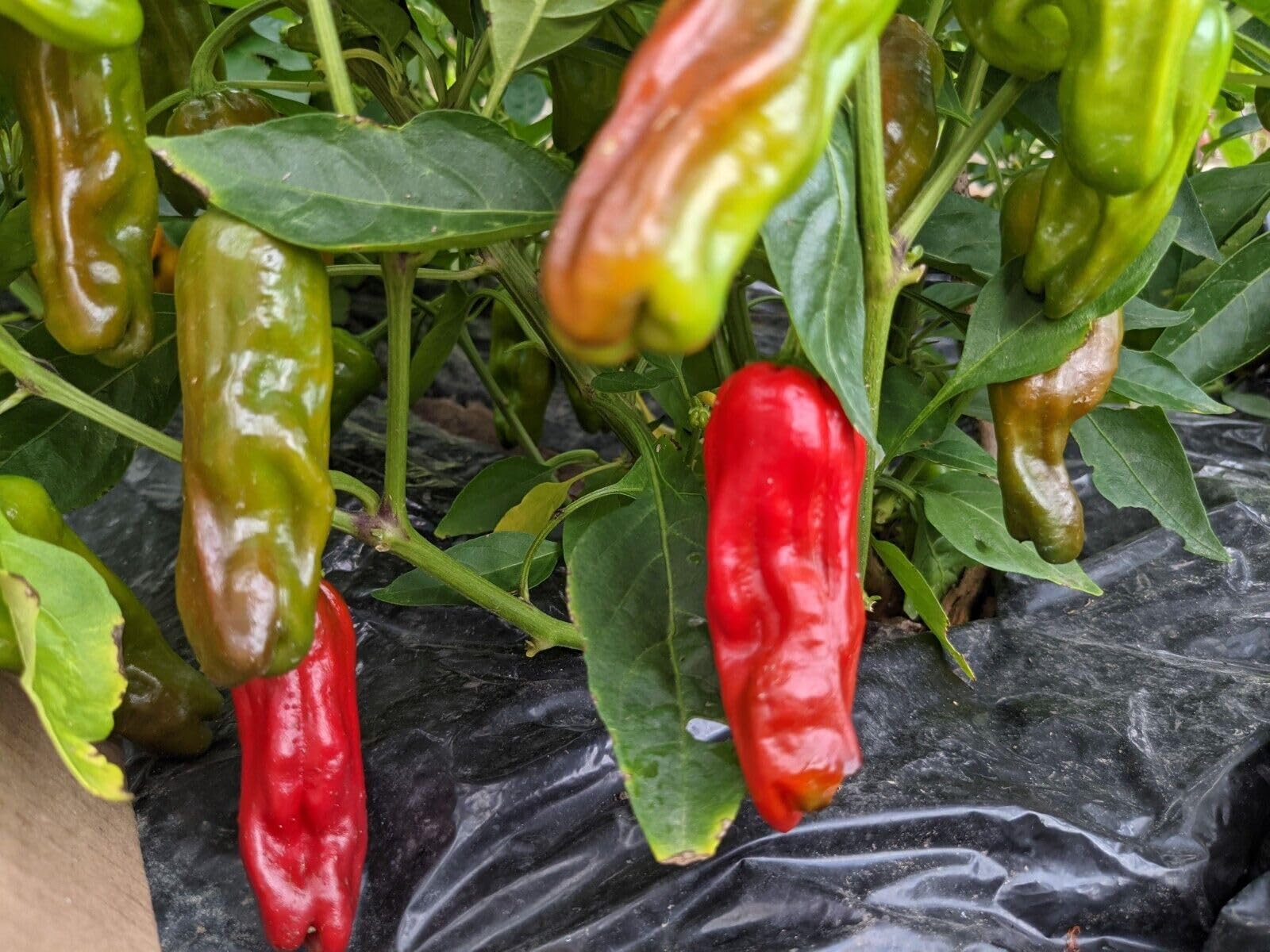 Amazon.com : Shishito Pepper Plant (3) Live Plants - Each 75 Days Old - Not  in Pots Super Hot Pepper - Organic Non-GMO Heirloom Seeds - for Planting -  Great Gift for